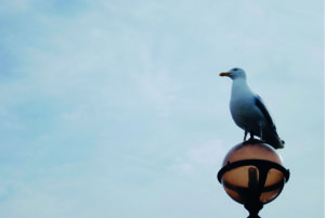 Seagull